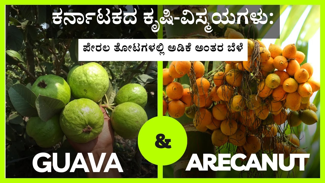 ಅಡಿಕೆಯಲಿ ಪೇರಳ ಅಂತರಬೆಳೆ Arecanut As An Intercrop in Guava Plantation Karnataka