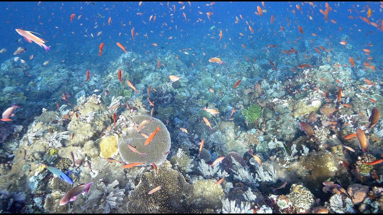 Komodo island underwater (4K, UHD) - YouTube