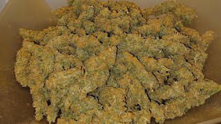 Final weight Bubble OG Gum autoflower from Ganja Farmer Athena nutrition in DWC