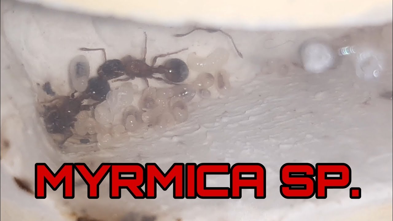 Развитие многоматочной колонии myrmica sp.