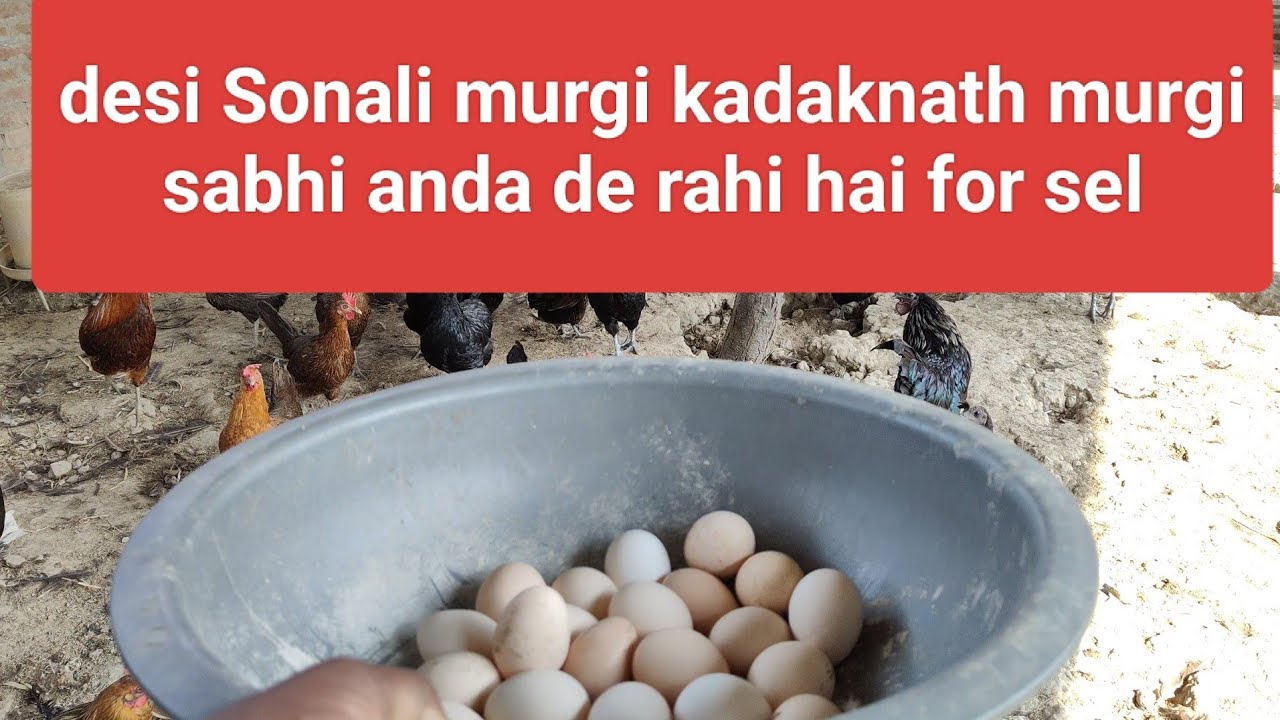 Desi Sonali kadaknath murgi anda Dene Wale for sale UP Azamgarh YouTube
