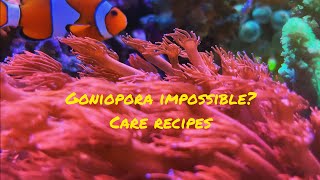 Goniopora (flowerpot corals) impossible? | Care recipes