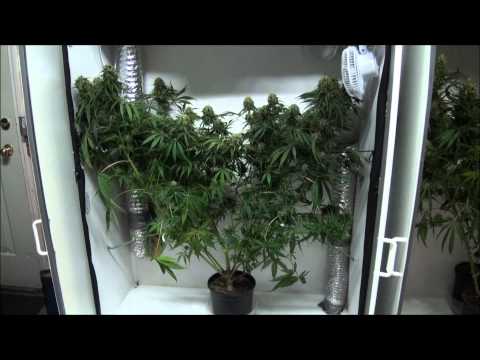 Indoor Closet Grow - Growing Marijuana Indoors