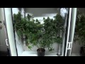 Indoor Closet Grow - Growing Marijuana Indoors Indoor Closet Grow - Growing Marijuana Indoors