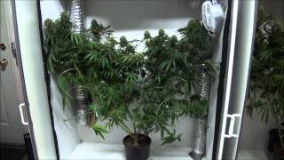 Indoor Closet Grow - Growing Marijuana Indoors Subscribe to my channel for weekly updates! Including indoor growing tutorials and techniques... Visit: http://www.growingclosets.