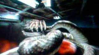Deadly Creatures Final Bosses
