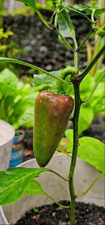 Download lagu #philippinestravel #chili #spices #rainyday