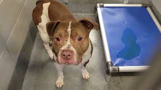 acs A623162