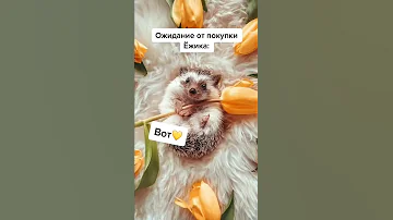 Ожидание от покупки Ежика #еж #ёжик #питомец