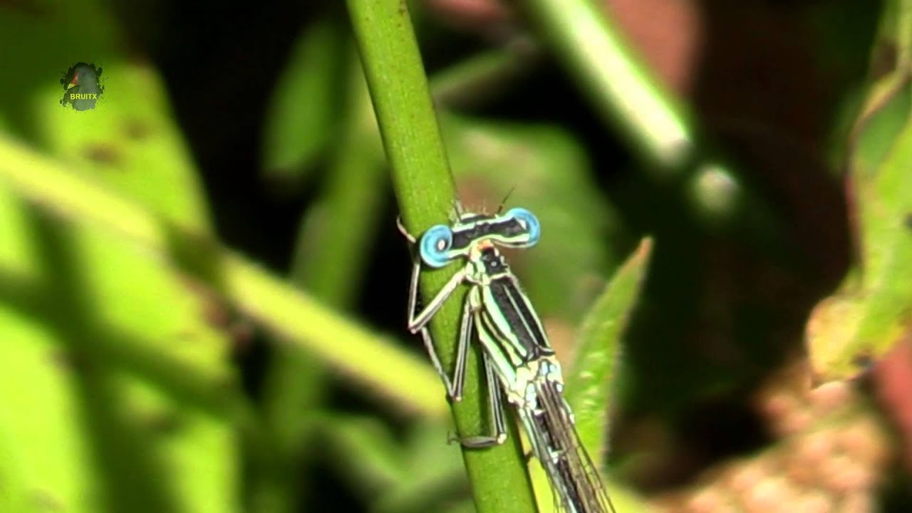 PENNIPATTE Bleuâtre / Platycnemis pennipes / Mâle ! BRUITX