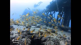 Scuba Diving time lapse - YO-257 - Oahu, Hawaii