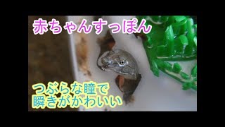 赤ちゃんすっぽんつぶらな瞳で瞬きがかわいい Youtube 赤ちゃんすっぽんつぶらな瞳で瞬きがかわいい Youtube