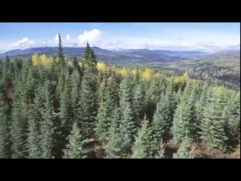 Tackle Climate Change: Use Wood