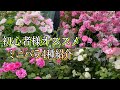 初心者様オススメ🌹✨【ミニバラ紹介】薔薇始めるならミニバラから😊🐻
