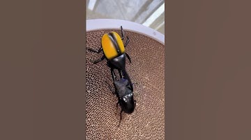 Beetle vs Robot Beetle