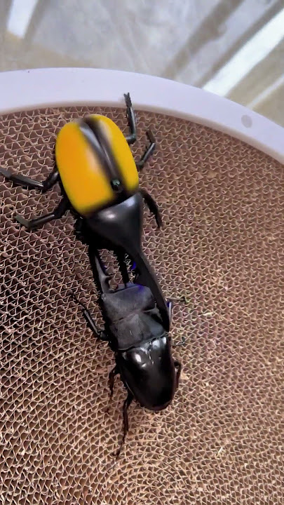 Beetle vs Robot Beetle