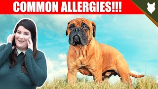 COMMON ALLERGIES FOR BULLMASTIFF by Will Atherton Bullmastiff Show 1,814 views 3 years ago 5 minutes, 31 seconds