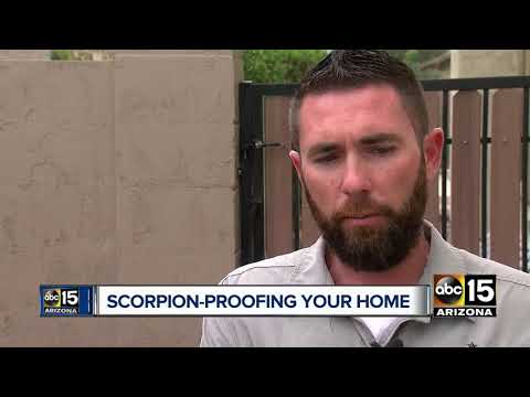 Pest Proof Your Home Ahead Of Scorpion Season