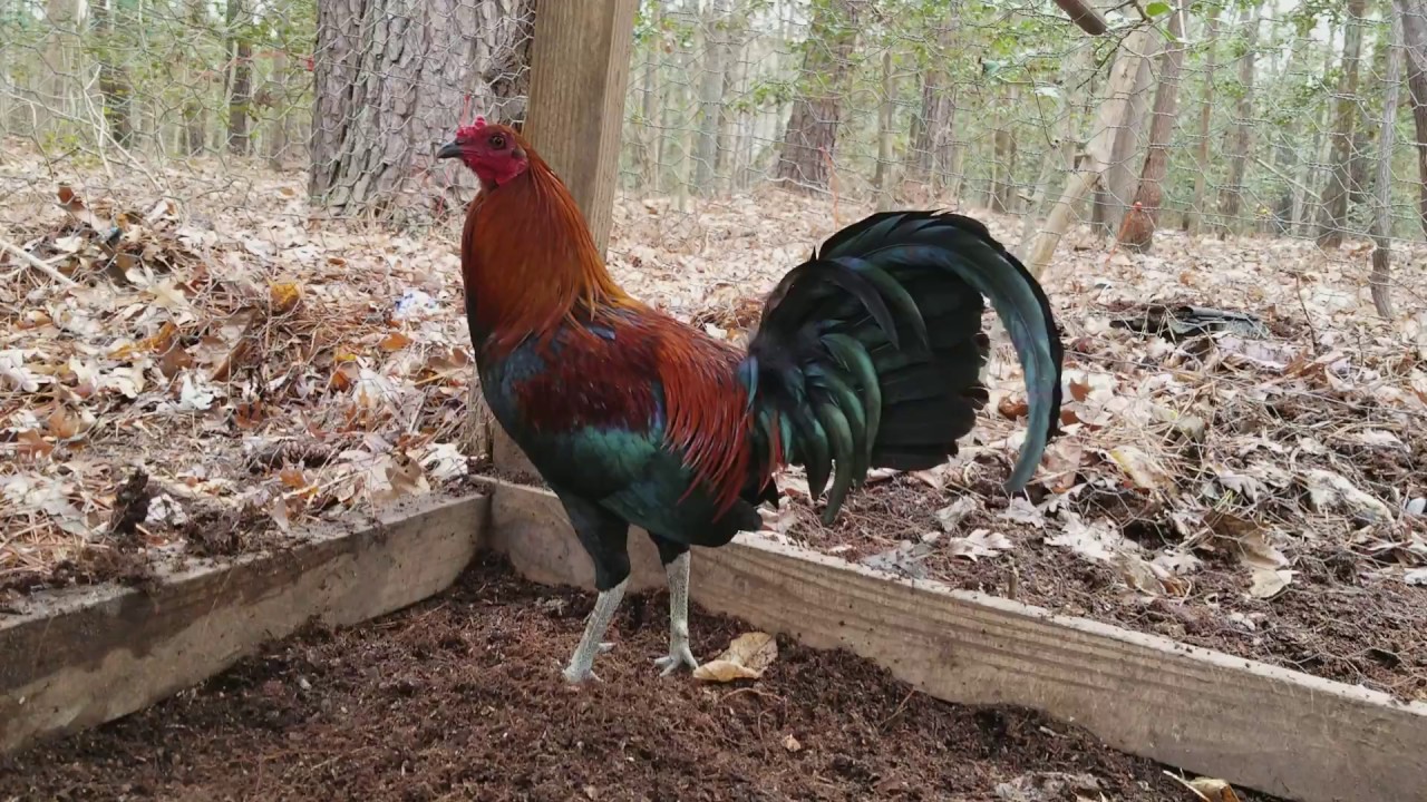 Percy Flowers Leiper x Black Roundhead Stag YouTube