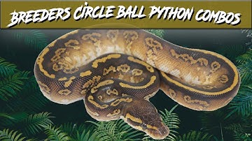 Breeders Circle Ball Python Morph Combos | Jack