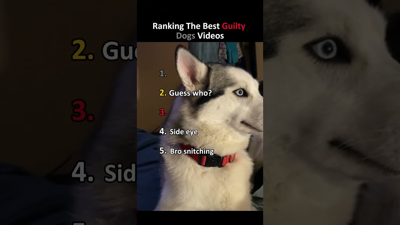 Ranking The Best Guilty Dogs Videos