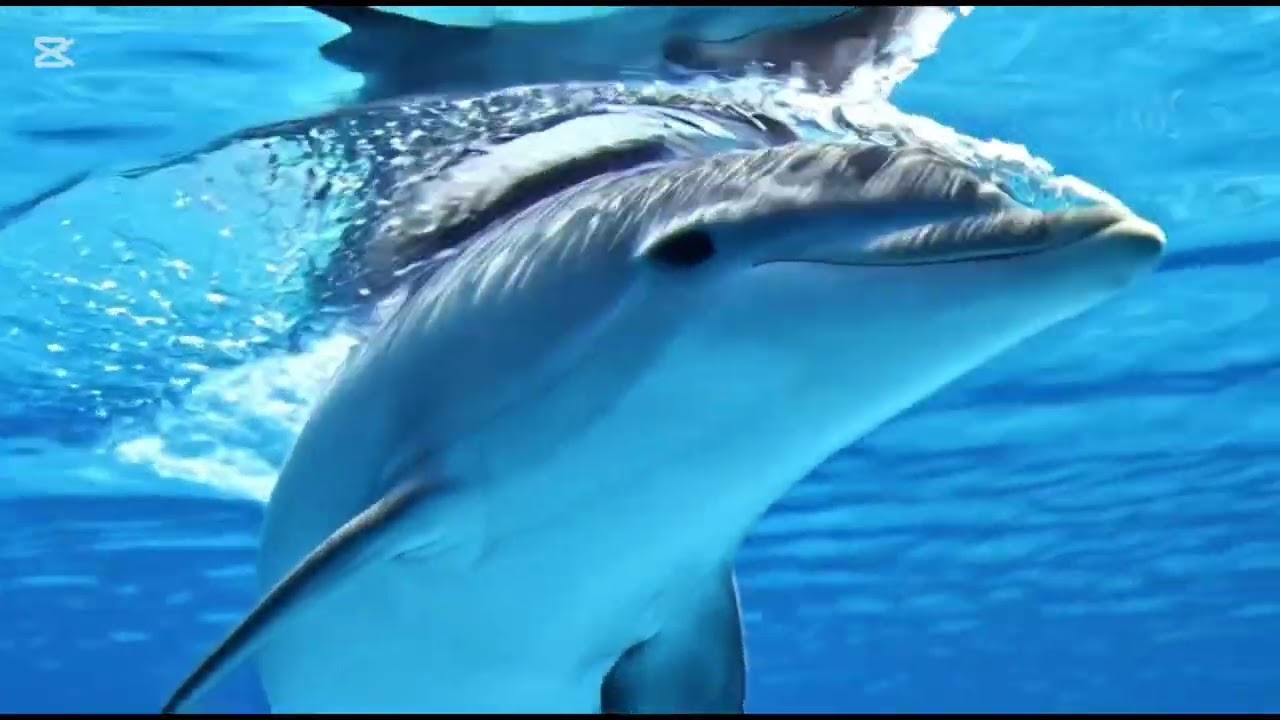  "Dancing Dolphins: A Baby Shark Adventure!"or  "Baby Shark's Magical Dolphin Friends!" 