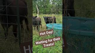 Checking my babies in the other field. waiting for their treats. #travel #cattlefarm #farming