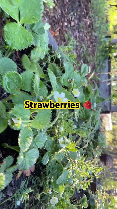 #strawberries  #plants #sun #organic #gardening #truck #dream