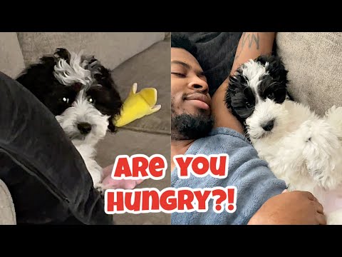 ASKING OUR PUPPY "ARE YOU HUNGRY?" 😂🥰 (Compilation)