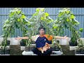 No Garden, No Watering – I Regret Not Knowing How To Grow This Cucumber Sooner!