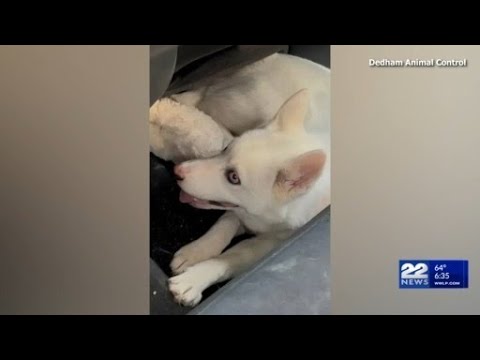 Husky puppy rescued from hot car in Dedham