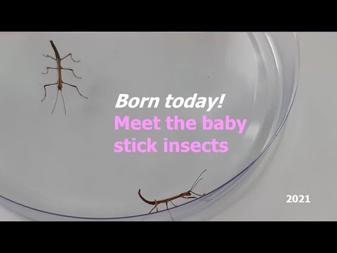Stick Insect Birth How Many Babies Do Stick Insects Have