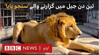 Met the pet lion 'Sanju Baba' who also spent three days in jail BBC URDU