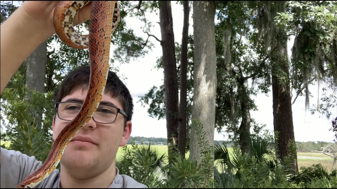 I Found This BIG Corn Snake in My Backyard!
