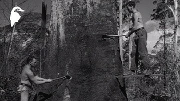 The Timber Getters (1952) – Australia’s Axe-Men and the Hardwood Timber Industry