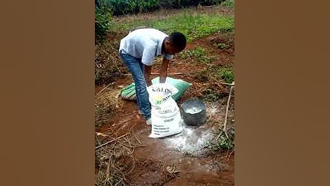HOW TO APPLY AGRICULTURAL LIME #nature #coffeeproduction #organic #plant