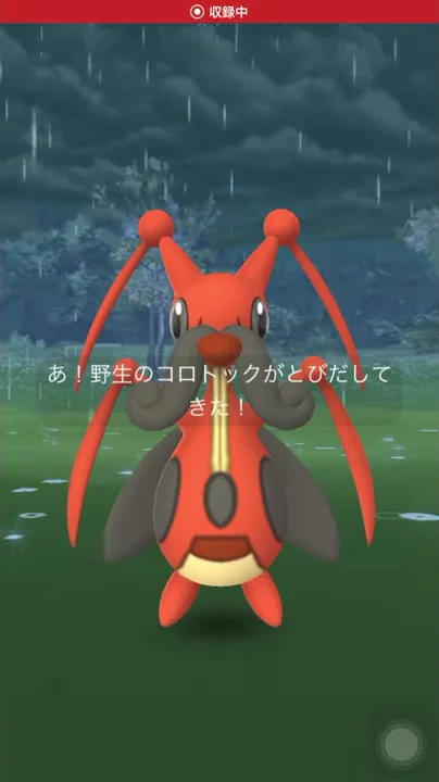 コルトック鳴き声