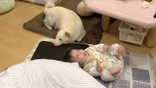 【赤ちゃんと柴犬】支えれば座れるけど寝返りは出来ない