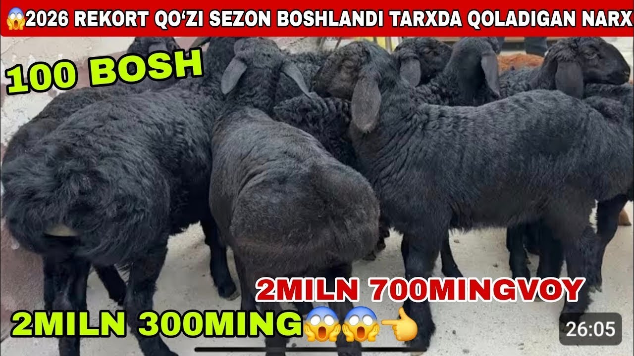 🔥2026 rekort 2miln 300mingdan 2miln 800mingdan yirik qo’zilar keldi tarixda qoladigan narx aytildi