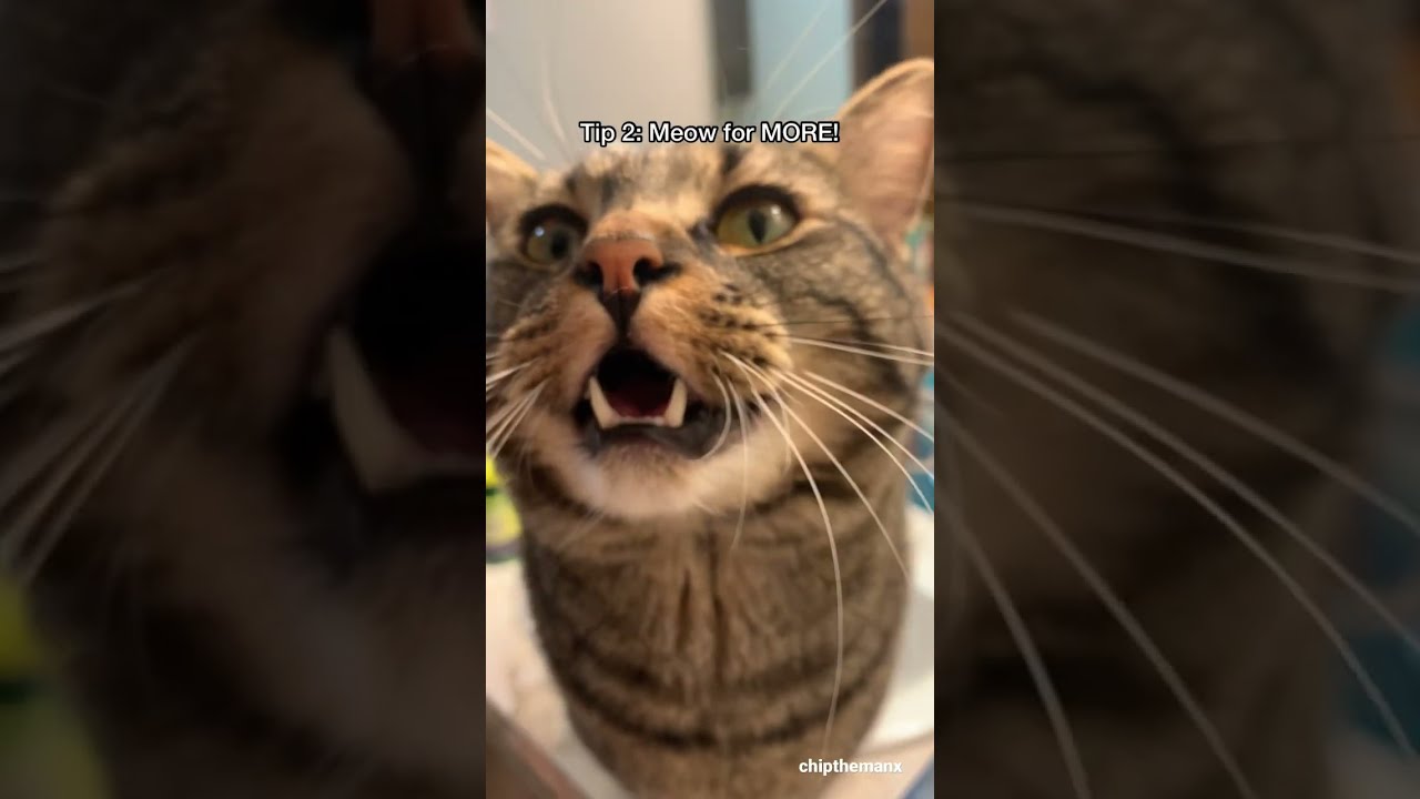 Cat trains his HUMAN how to pick him up 