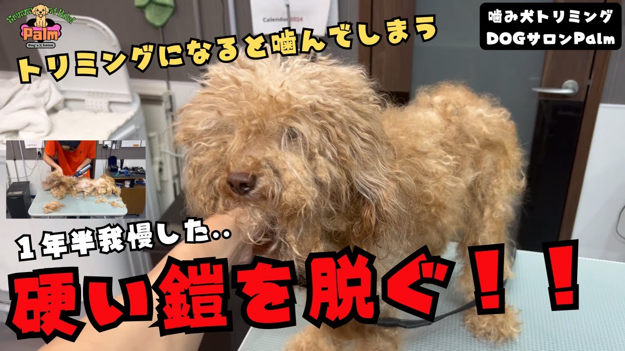 １年半以上トリミングできずにいたトイプードルが噛み犬トリミングでスッキリ！！