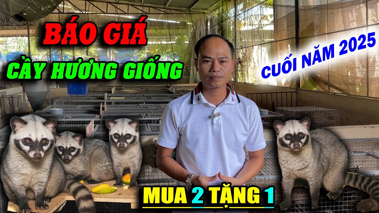 BÁO GIÁ CẦY HƯƠNG GIỐNG MỚI NHẤT CUỐI NĂM 2025 | CHĂN NUÔI VIỆT