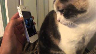 Cats use iphone facetime