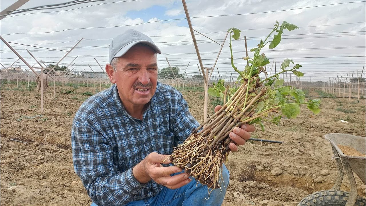 الطريقة الصحيحة لزراعة شتلة العنب الطائفي المجذرة بدون تربة بالارض المستدامة 3.Planting Grapes