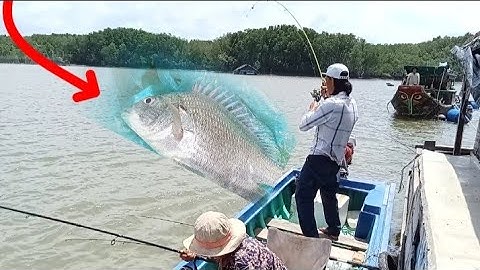 Câu Cá Ngát và Cá Nâu Sông / Chân Trụ Cầu Cao Tốc || Đam mê câu cá