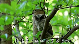 1070418貓頭鷹