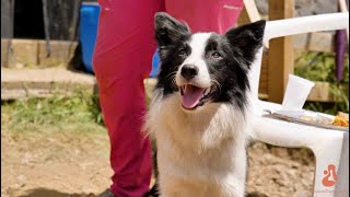 Se abre el telón: presentación de Caminos Trashumantes en Salamon