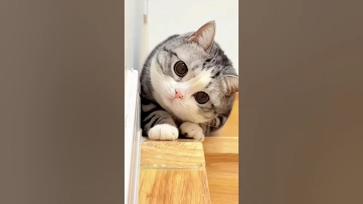 Watch the video about #cat #petsrule #kitten #cute #cutecat #pets #funny #animals