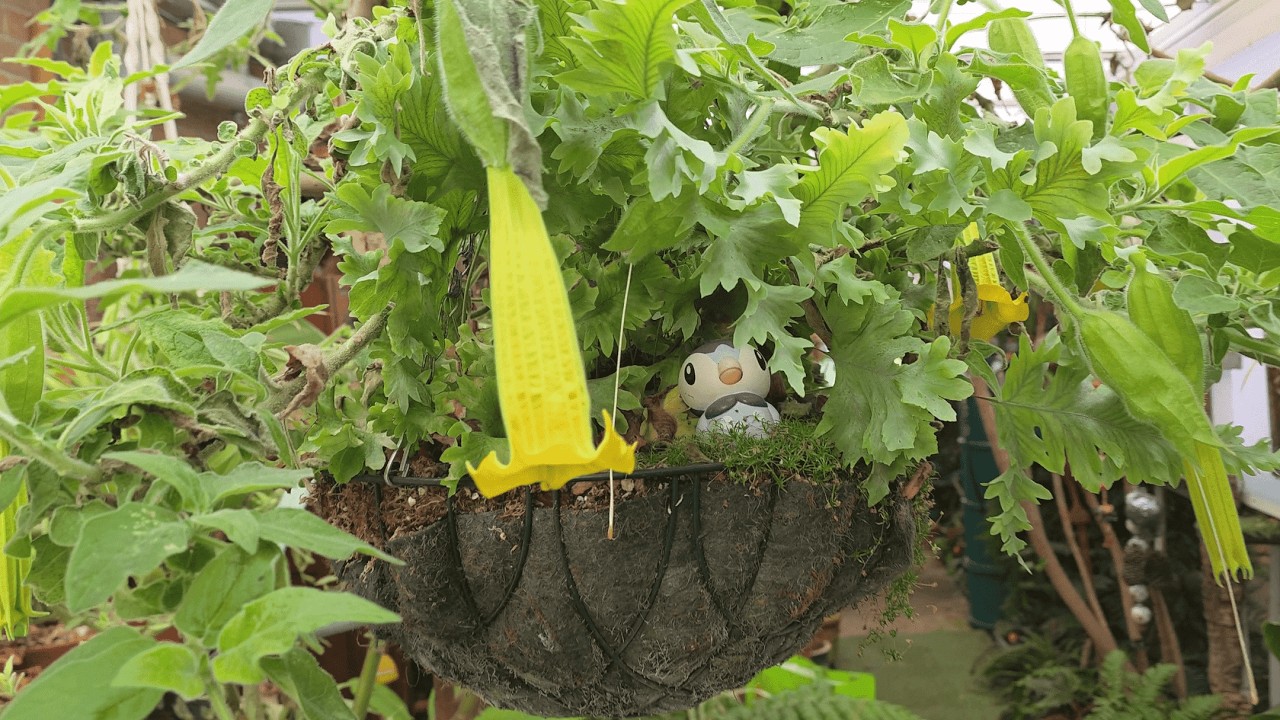 2026 January 30th GC51 revamped