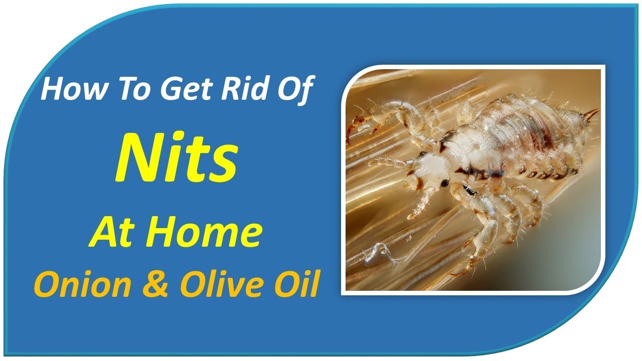 how to get rid of nits at home Onion & Olive Oil YouTube